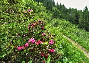 82 Rododendro rosso (Rhododendron ferrugineum)